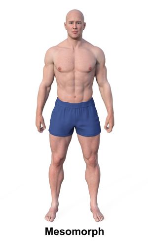 Mesomorph
